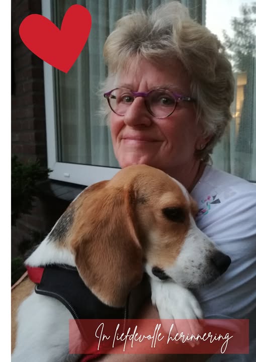 Kan een afbeelding zijn van hond